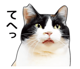 Photo sticker of a calico cat sticker #14863201