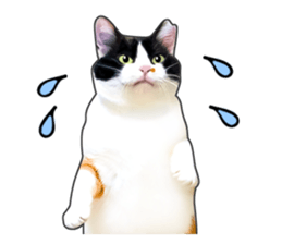 Photo sticker of a calico cat sticker #14863202