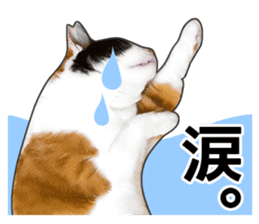 Photo sticker of a calico cat sticker #14863203