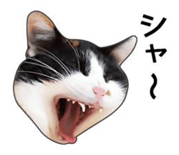 Photo sticker of a calico cat sticker #14863204