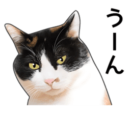 Photo sticker of a calico cat sticker #14863205