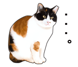 Photo sticker of a calico cat sticker #14863206