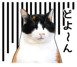 Photo sticker of a calico cat sticker #14863207