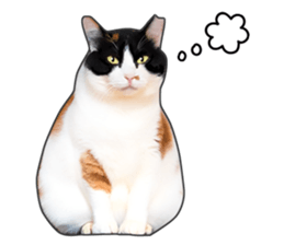Photo sticker of a calico cat sticker #14863208