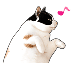 Photo sticker of a calico cat sticker #14863209