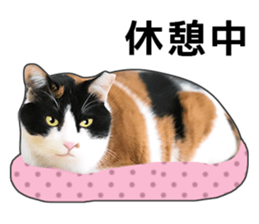 Photo sticker of a calico cat sticker #14863210