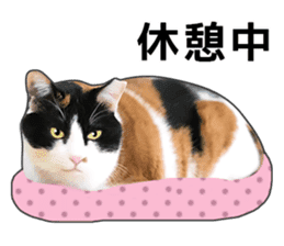 Photo sticker of a calico cat sticker #14863210