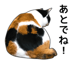 Photo sticker of a calico cat sticker #14863211