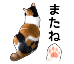Photo sticker of a calico cat sticker #14863212