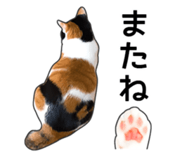 Photo sticker of a calico cat sticker #14863212