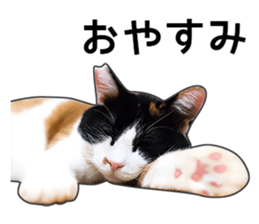 Photo sticker of a calico cat sticker #14863213