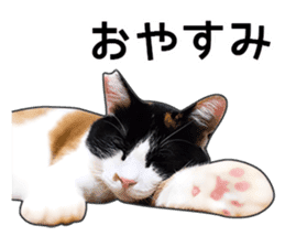Photo sticker of a calico cat sticker #14863213