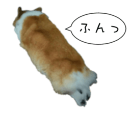 Good night dog sticker #14864862