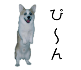 Good night dog sticker #14864868