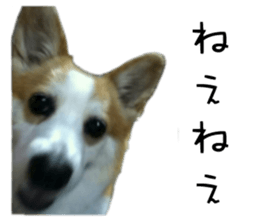 Good night dog sticker #14864871