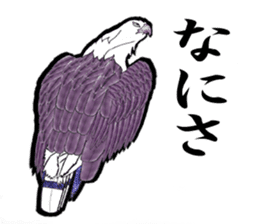 White-bellied sea eagle Sticker sticker #14865238