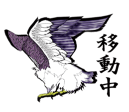 White-bellied sea eagle Sticker sticker #14865242