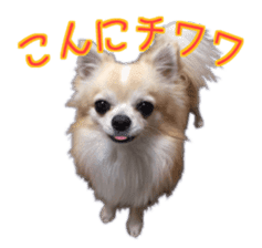Komaru of a Chihuahua 5 sticker #14866662