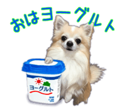 Komaru of a Chihuahua 5 sticker #14866663