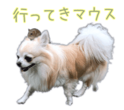 Komaru of a Chihuahua 5 sticker #14866666