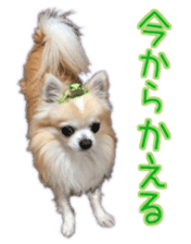 Komaru of a Chihuahua 5 sticker #14866667