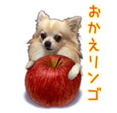 Komaru of a Chihuahua 5 sticker #14866668