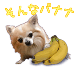 Komaru of a Chihuahua 5 sticker #14866669