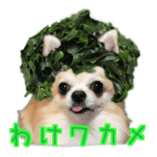 Komaru of a Chihuahua 5 sticker #14866670