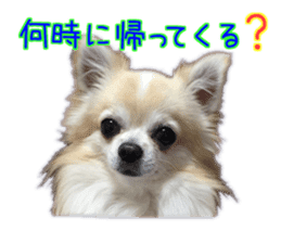 Komaru of a Chihuahua 5 sticker #14866671