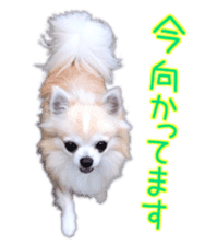 Komaru of a Chihuahua 5 sticker #14866672