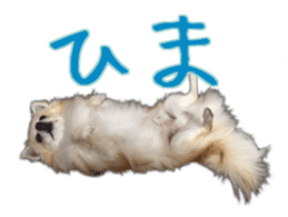 Komaru of a Chihuahua 5 sticker #14866674