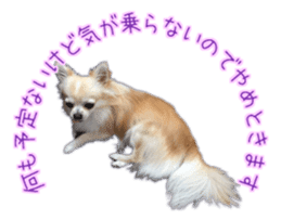 Komaru of a Chihuahua 5 sticker #14866675