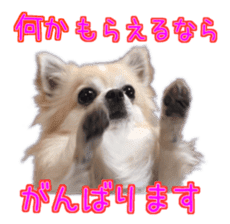 Komaru of a Chihuahua 5 sticker #14866676