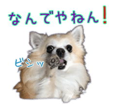 Komaru of a Chihuahua 5 sticker #14866677