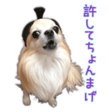 Komaru of a Chihuahua 5 sticker #14866678