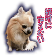 Komaru of a Chihuahua 5 sticker #14866679