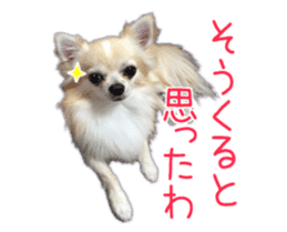 Komaru of a Chihuahua 5 sticker #14866680