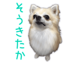 Komaru of a Chihuahua 5 sticker #14866681