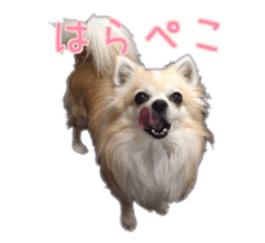 Komaru of a Chihuahua 5 sticker #14866682
