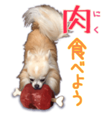 Komaru of a Chihuahua 5 sticker #14866683