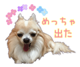 Komaru of a Chihuahua 5 sticker #14866684
