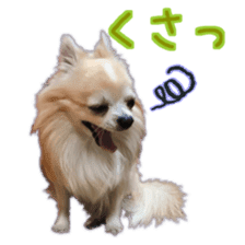 Komaru of a Chihuahua 5 sticker #14866685