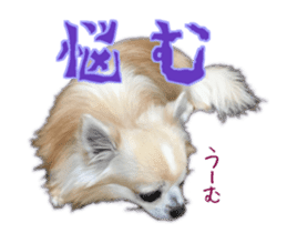 Komaru of a Chihuahua 5 sticker #14866686