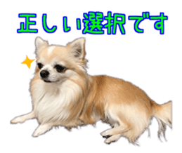 Komaru of a Chihuahua 5 sticker #14866687