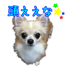 Komaru of a Chihuahua 5 sticker #14866688