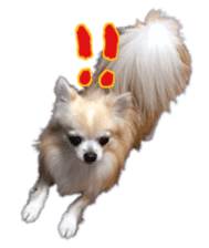 Komaru of a Chihuahua 5 sticker #14866689