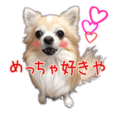 Komaru of a Chihuahua 5 sticker #14866690