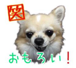 Komaru of a Chihuahua 5 sticker #14866692
