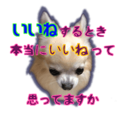 Komaru of a Chihuahua 5 sticker #14866693