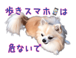 Komaru of a Chihuahua 5 sticker #14866694